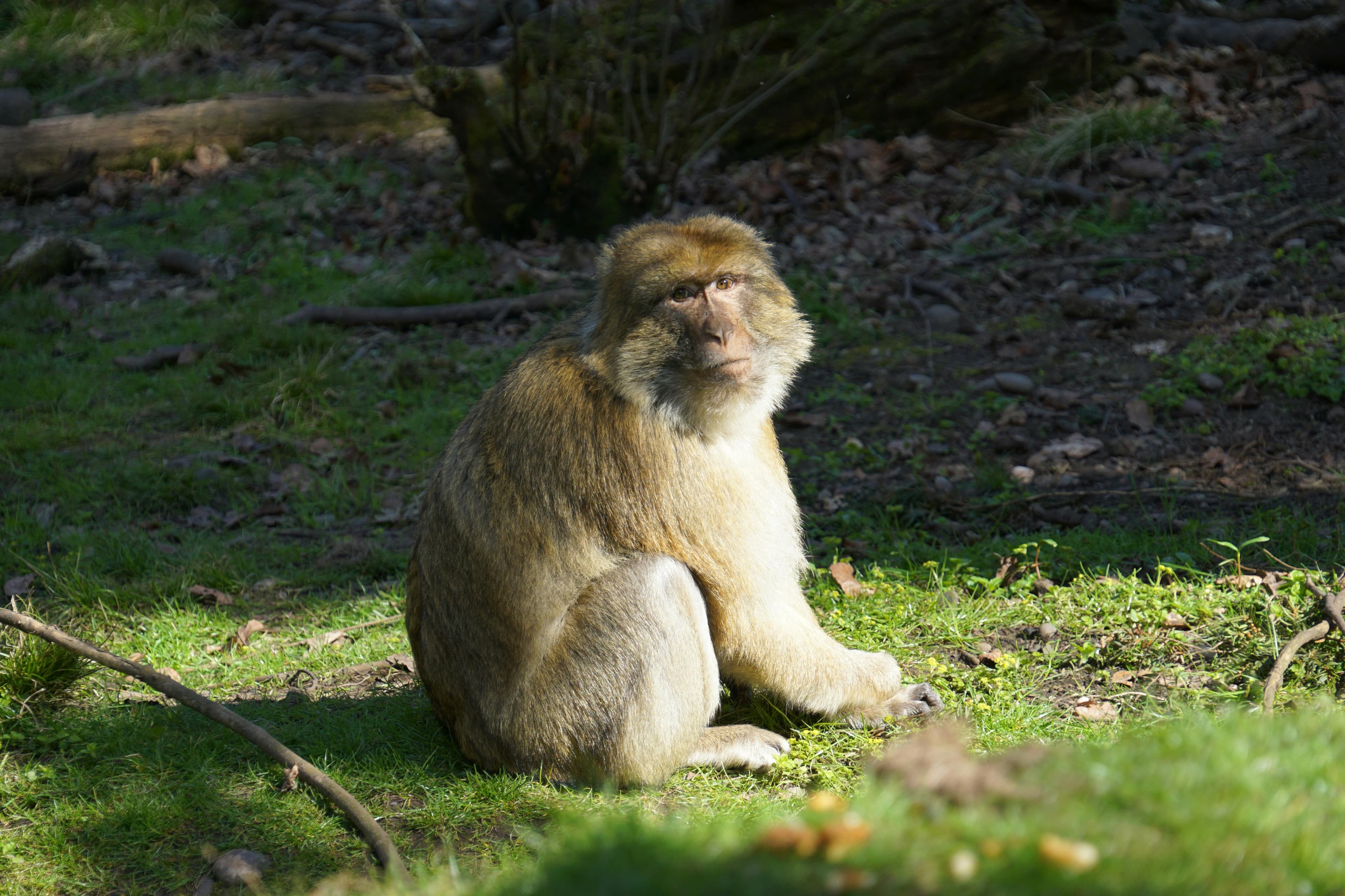 Berberaffe im Wald des Affenbergs Salem